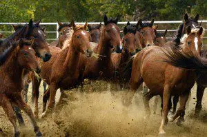 Some of the 167 wild horses from the West Douglas Herd currently being kept at the East Canon Correctional Facility's Wild Horse and Burro Facility near Canon City on Oct. 21. (Helen H. Richardson, The Denver Post)