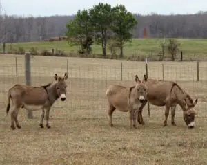 3-donkeys