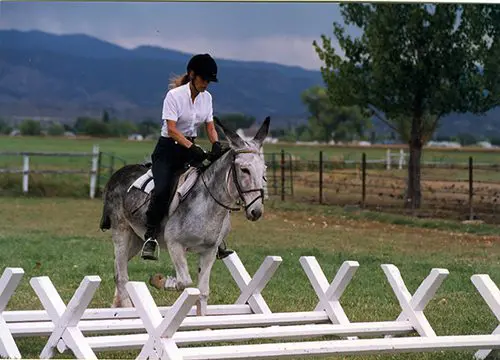 Horse, english, jumping popular fence