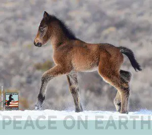 AWHP Colt Christmas