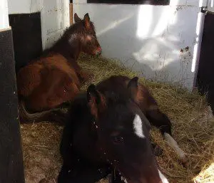 Chilly Pepper Miracle Mustang