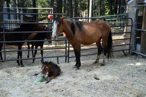 Cowboy Chilli Pepper