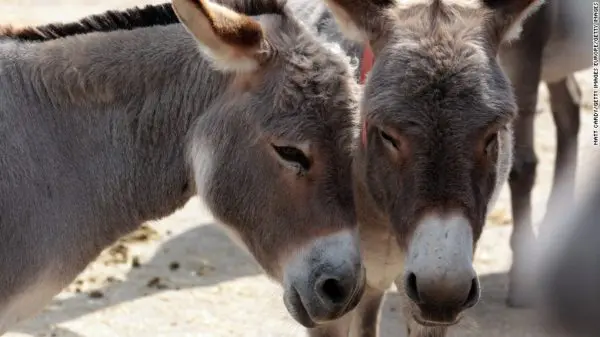 donkeys-e1475433189237