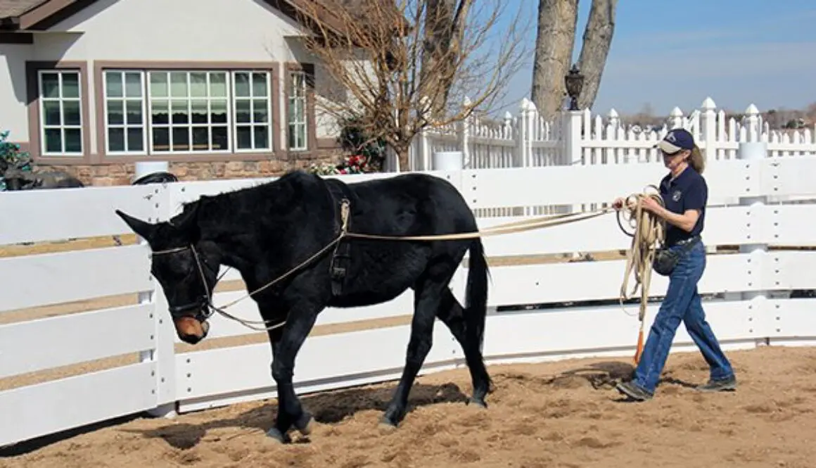 Training Mules and Donkeys – Mule, Donkey & Horse Training with Meredith  Hodges