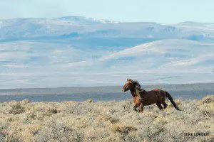 Lone Mustang