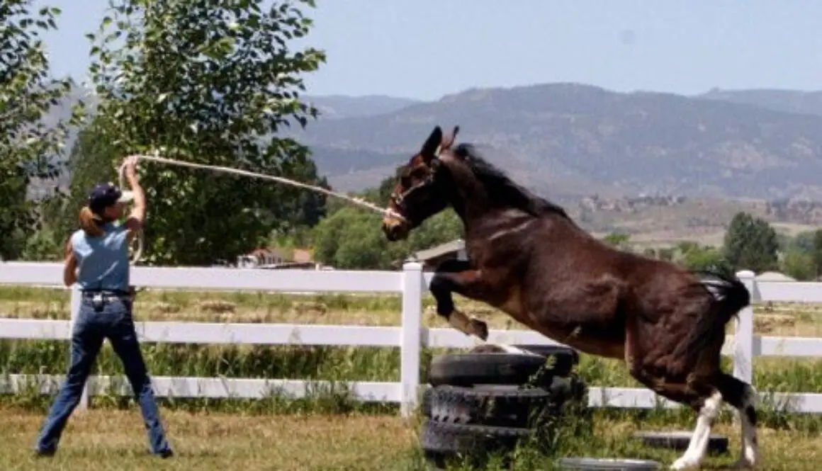 Training Mules and Donkeys – Mule, Donkey & Horse Training with Meredith  Hodges