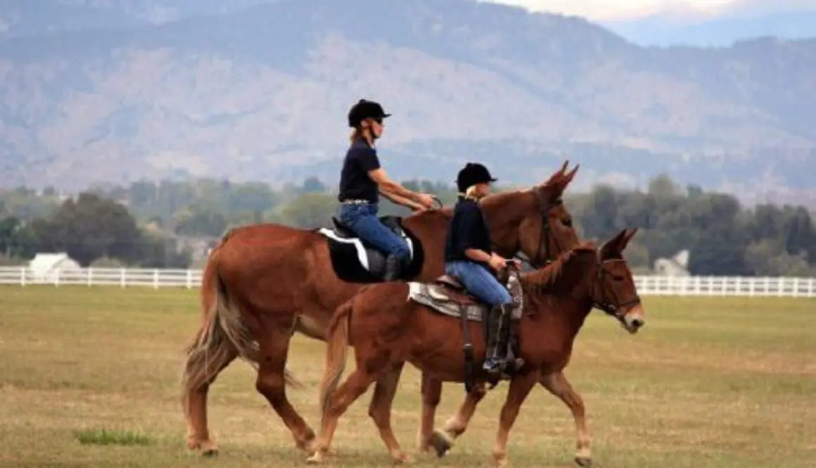 Mule Crossing – Page 3 – Mule, Donkey & Horse Training with Meredith Hodges