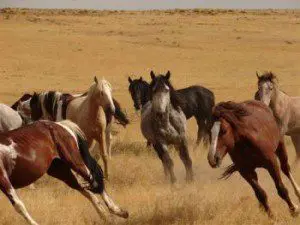 saylor creek horses