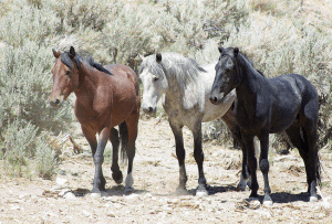 triple b horses blm photo