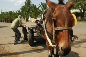 Four charities joined forces to promote global working equid welfare standards adopted this year by the World Organization for Animal Health. Photo: iStock