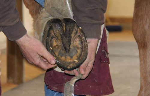 12-27-11 - FARRIER_2