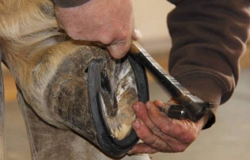 12-27-11 - FARRIER_22