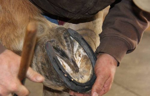 12-27-11 - FARRIER_23