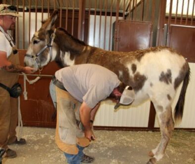 CC - Farrier Visit 3