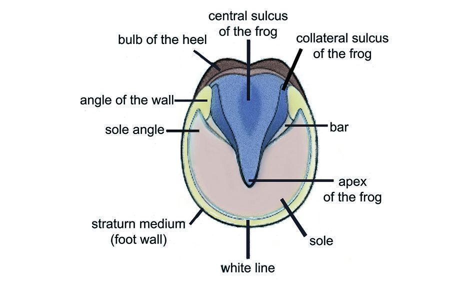 MULE CROSSING: Hoof Differences in Horses, Donkeys and Mules – Mule ...