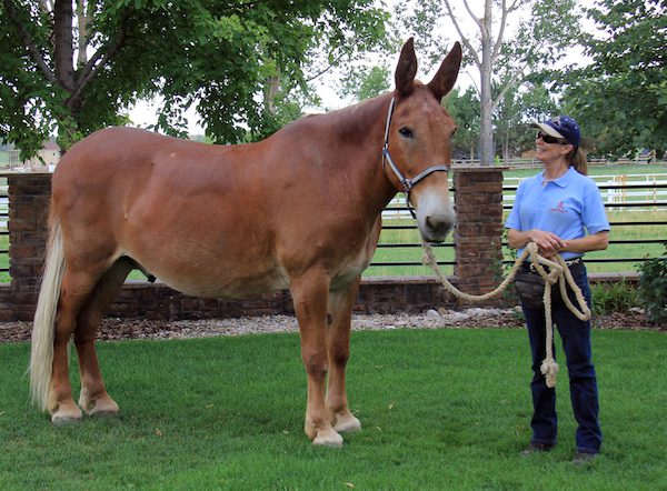 mammoth mule for sale