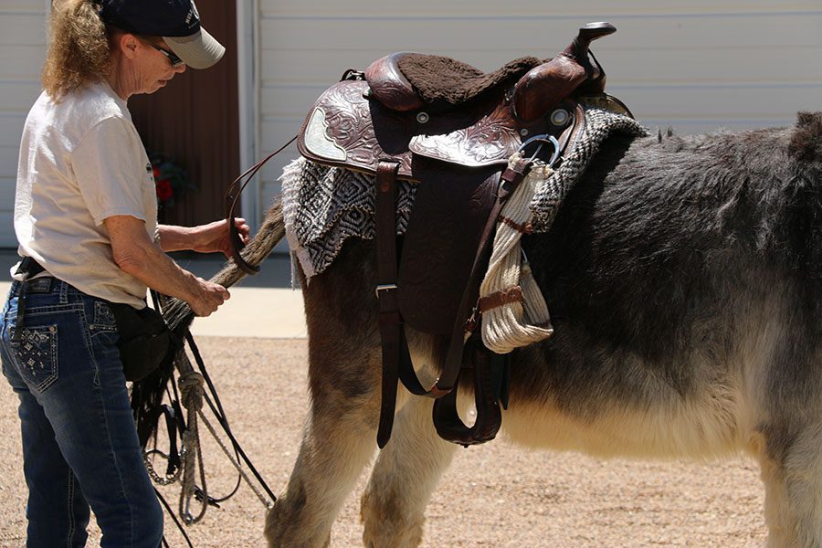 Wranglers Donkey Diary Second Lesson Day 6 4 18 Mule Donkey