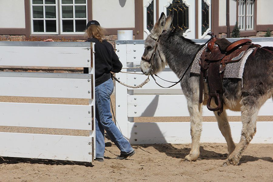 Wranglers Donkey Diary First Lesson Day 4 3 18 Mule Donkey And Horse