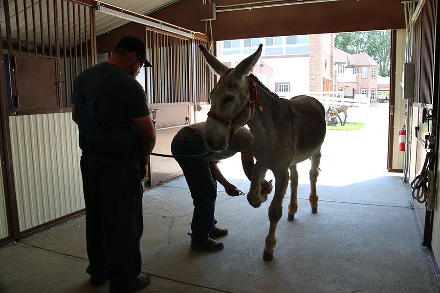 Wranglers Donkey Diary First Farrierveterinarian Check Up Mule