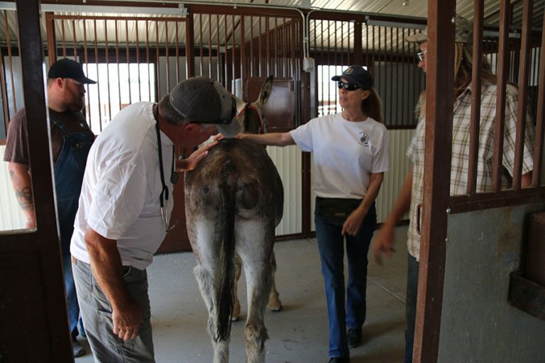 Wrangler’s Donkey Diary: First Farrier/Veterinarian Check-up – Mule ...