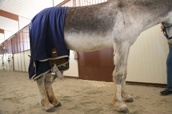  Horse Blanket Leg Straps