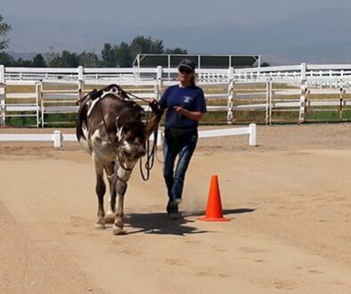 Leading,Lunging,Ground Driving8-18-20_36