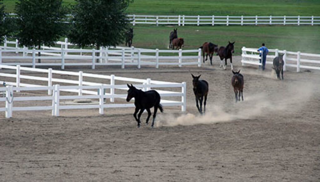 MCTrainingLongears_MulesToNewBarn9-12-11-036CC