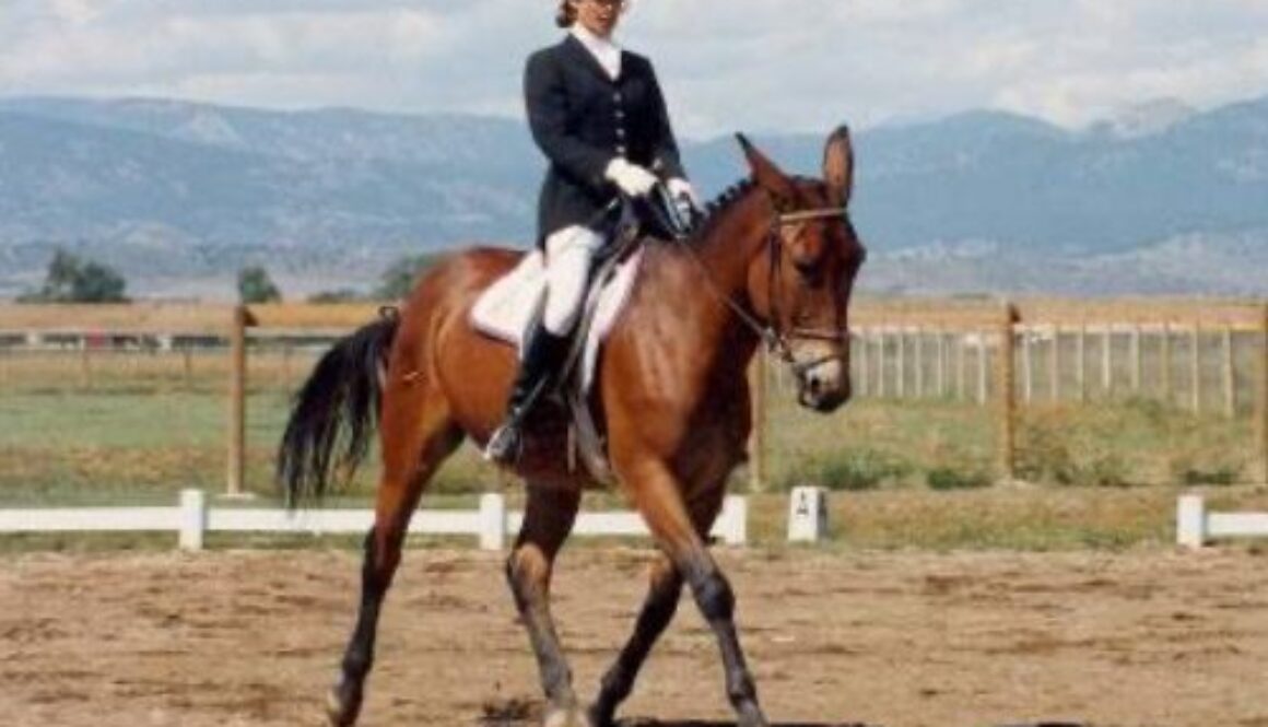 Mules and Dressage-3