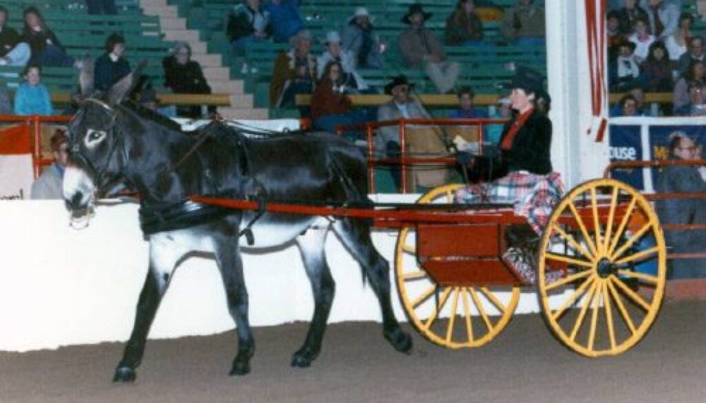 NationalWesternStockShow1988-1