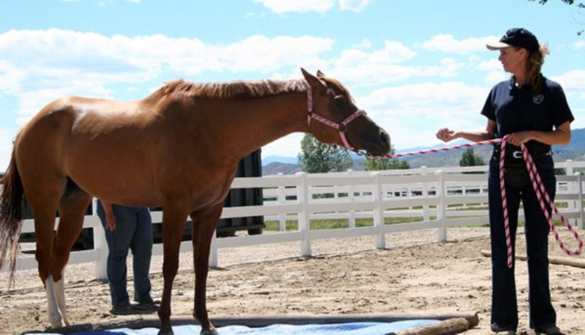 equine training – Mule, Donkey & Horse Training with Meredith Hodges