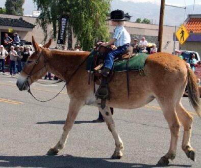 SUITABILITY OF MULES & DONKEYS FOR CHILDREN_2