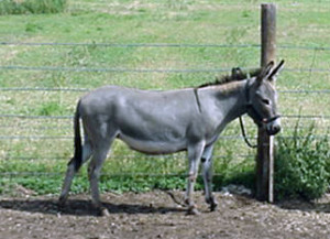 Small Standard Donkey