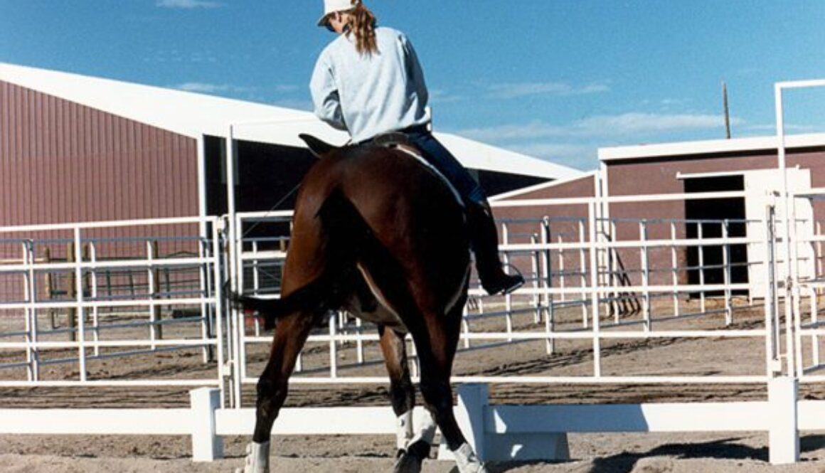 equine training – Mule, Donkey & Horse Training with Meredith Hodges