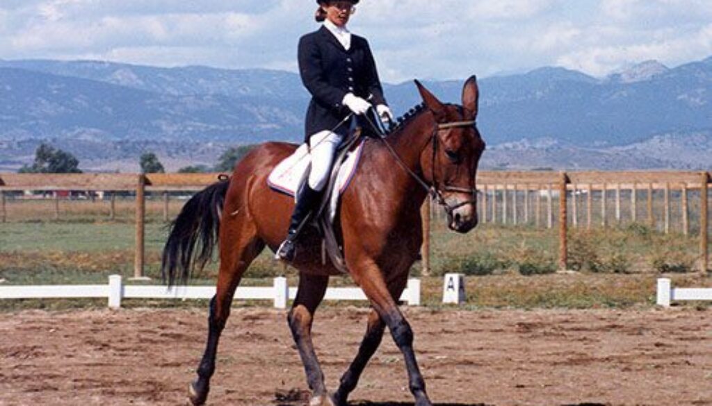 Using-Dressage-Training-with-Mules1