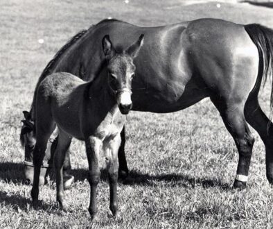 WVRMareFoal1978CC1