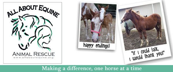 Full circle equine 2025 rescue